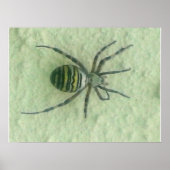 Araignespin Poster (Voorkant)