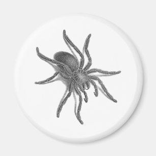Aranea Avicularia, zwarte Cubaanse spin Magneet