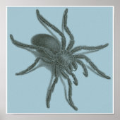 Aranea Avicularia, zwarte Cubaanse spin Poster (Voorkant)