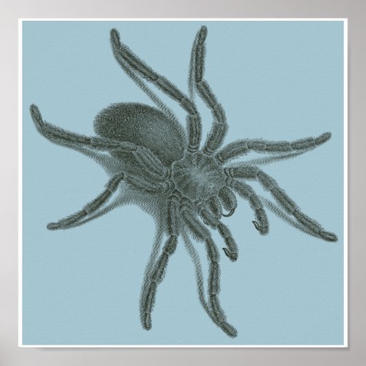 Aranea Avicularia, zwarte Cubaanse spin Poster (Voorkant)