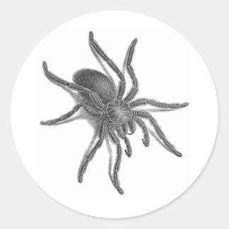Aranea Avicularia, zwarte Cubaanse spin Ronde Sticker