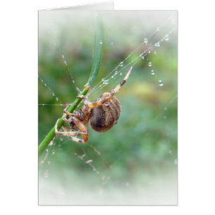 Araneus - Orb Weaver Spider