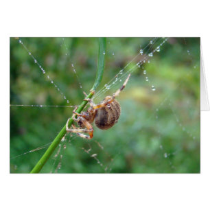 Araneus - Orb Weaver Spider