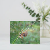 Araneus - Orb Weaver Spider Briefkaart (Staand voorkant)