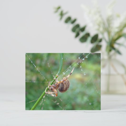 Araneus - Orb Weaver Spider Briefkaart (Staand voorkant)