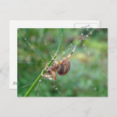 Araneus - Orb Weaver Spider Briefkaart (Voorkant / Achterkant)