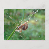 Araneus - Orb Weaver Spider Briefkaart (Voorkant)