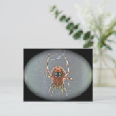 Araneus Orb Weaver Spider Briefkaart (Staand voorkant)
