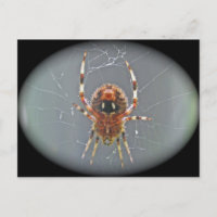 Araneus Orb Weaver Spider Briefkaart