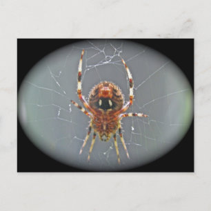 Araneus Orb Weaver Spider Briefkaart