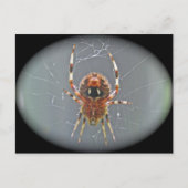 Araneus Orb Weaver Spider Briefkaart (Voorkant)