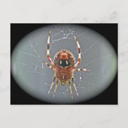 Araneus Orb Weaver Spider Briefkaart (Voorkant)