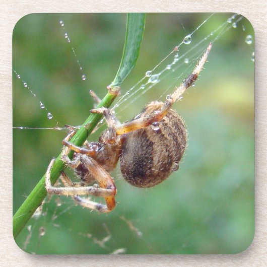 Araneus - Orb Weaver Spider Drankjes Onderzetter (Voorkant)