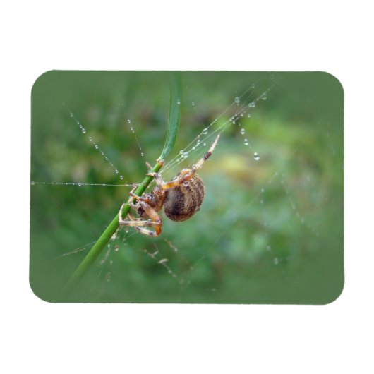 Araneus - Orb Weaver Spider Magneet (Horizontaal)