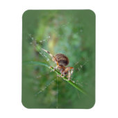 Araneus - Orb Weaver Spider Magneet (Verticaal)