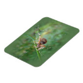 Araneus - Orb Weaver Spider Magneet (Linkerzijde)