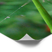 Araneus - Orb Weaver Spider Poster (Hoek)