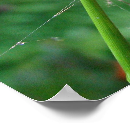 Araneus - Orb Weaver Spider Poster (Hoek)