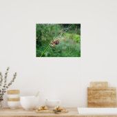 Araneus - Orb Weaver Spider Poster (Keuken)