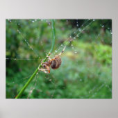 Araneus - Orb Weaver Spider Poster (Voorkant)