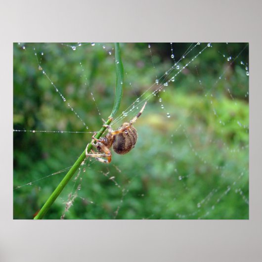 Araneus - Orb Weaver Spider Poster (Voorkant)