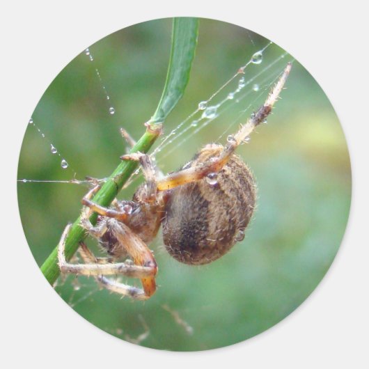 Araneus - Orb Weaver Spider Ronde Sticker (Voorkant)