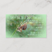 Araneus - Orb Weaver Spider Visitekaartje (Voorkant)