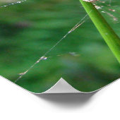 Araneus - Wielspin spider Poster (Hoek)