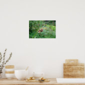 Araneus - Wielspin spider Poster (Keuken)