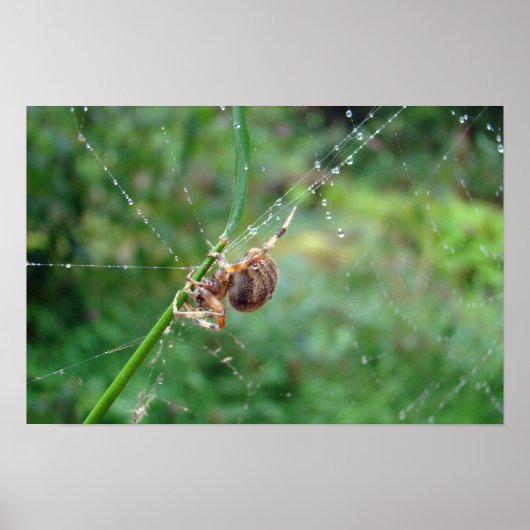 Araneus - Wielspin spider Poster (Voorkant)