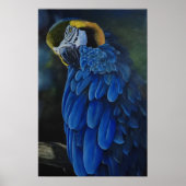 Arara Canindé Poster (Voorkant)