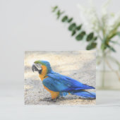 Arara, echte Carioca, de Burger van het Rio de Briefkaart (Staand voorkant)