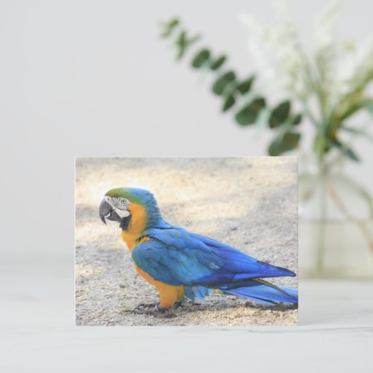 Arara, echte Carioca, de Burger van het Rio de Briefkaart (Staand voorkant)