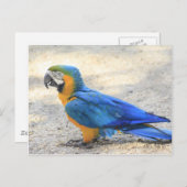 Arara, echte Carioca, de Burger van het Rio de Briefkaart (Voorkant / Achterkant)