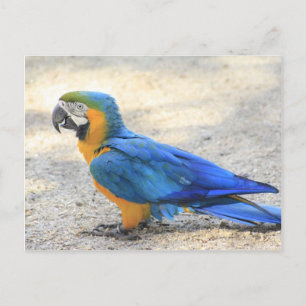 Arara, echte Carioca, de Burger van het Rio de Briefkaart