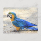 Arara, echte Carioca, de Burger van het Rio de Briefkaart (Voorkant)