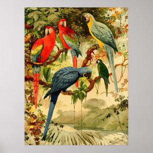 Aráras, Emil August Göldi (1900-1906) Poster