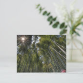 Arashiyama Bamboo Grove - Kyoto, Japan Briefkaart (Staand voorkant)