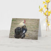 Araucana haan kaart (Gele Bloem)