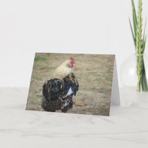 Araucana haan kaart