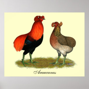 Araucana Red Pair Poster