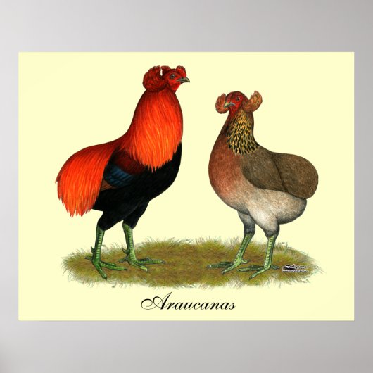Araucana Red Pair Poster (Voorkant)
