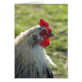 Araucana Rooster (Voorkant)