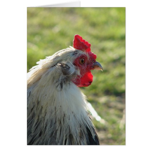 Araucana Rooster (Voorkant)