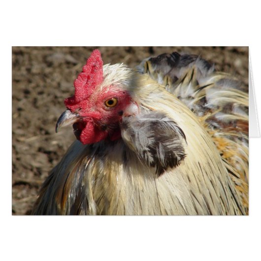 Araucana Rooster (Voorkant Horizontaal)