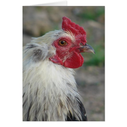 Araucana Rooster (Voorkant)