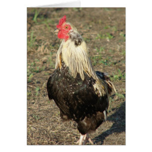Araucana Rooster