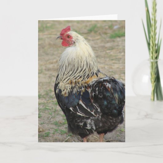 Araucana Rooster Kaart (Voorkant)