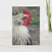 Araucana Rooster Kaart (Voorkant)