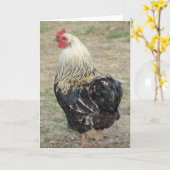 Araucana Rooster Kaart (Gele Bloem)
